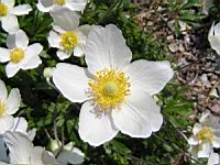 Anemone sylvestris (fam Renonculacees) (Europe, Asie occidentale) (2) (Photo F. Mrugala)
